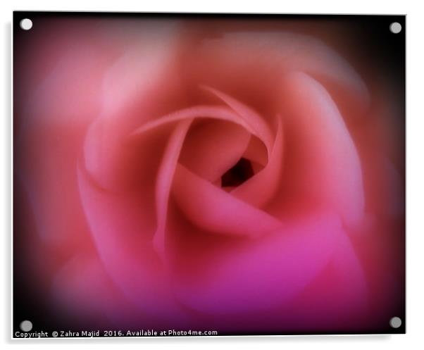 Valentines Rose Acrylic by Zahra Majid