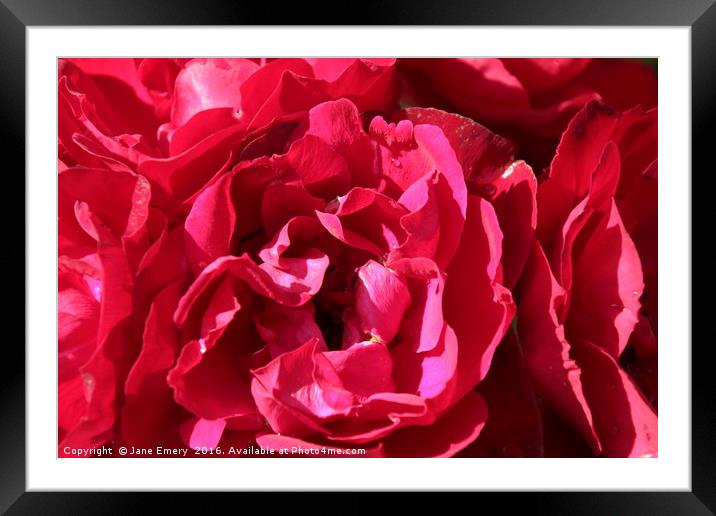 Raindrops on Roses Framed Mounted Print by Jane Emery