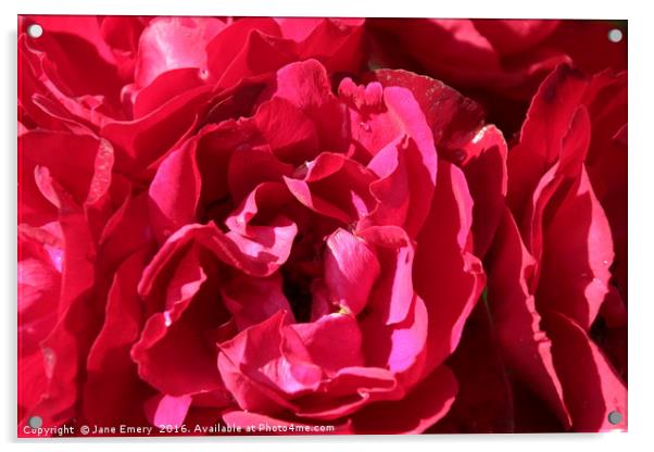 Raindrops on Roses Acrylic by Jane Emery
