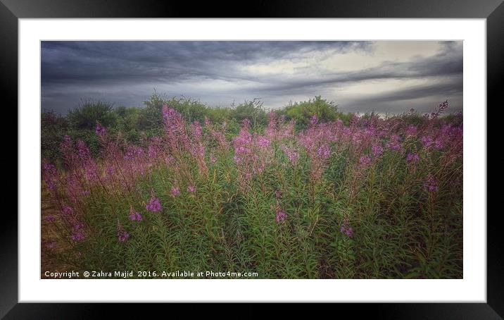 Lavender seen at Isle of Grain in Rochester Framed Mounted Print by Zahra Majid