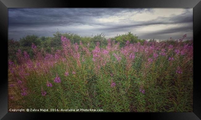 Lavender seen at Isle of Grain in Rochester Framed Print by Zahra Majid