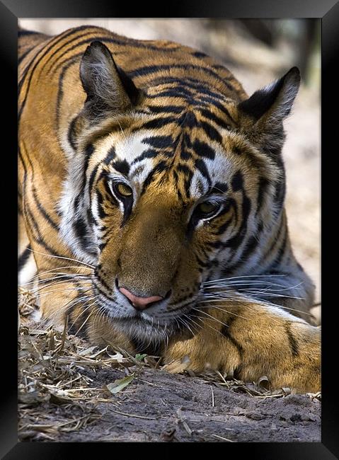 Tiger, rest, india Framed Print by Raymond Gilbert