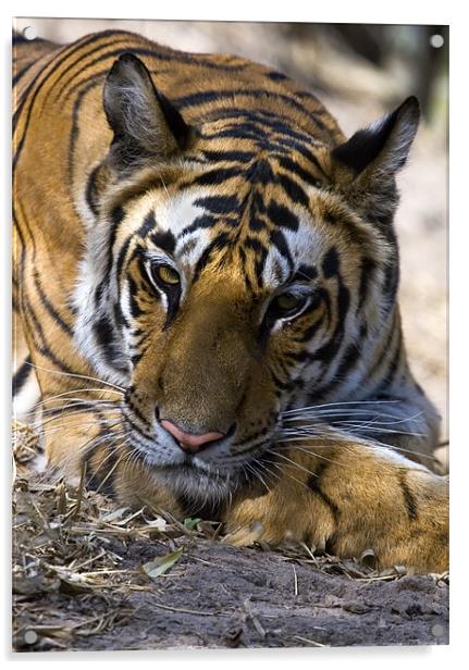 Tiger, rest, india Acrylic by Raymond Gilbert