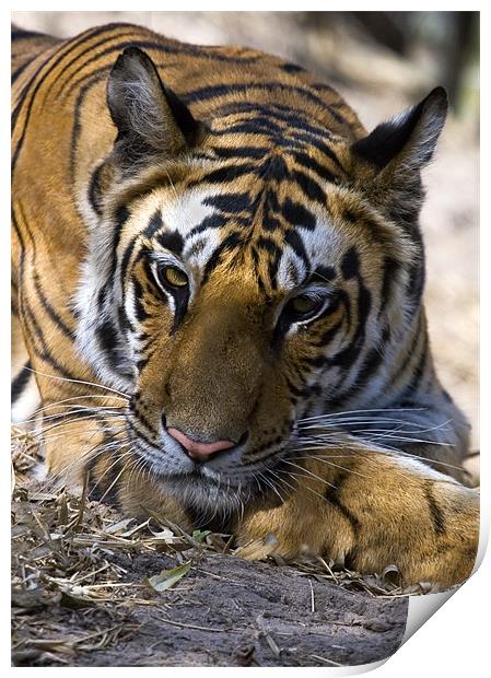 Tiger, rest, india Print by Raymond Gilbert