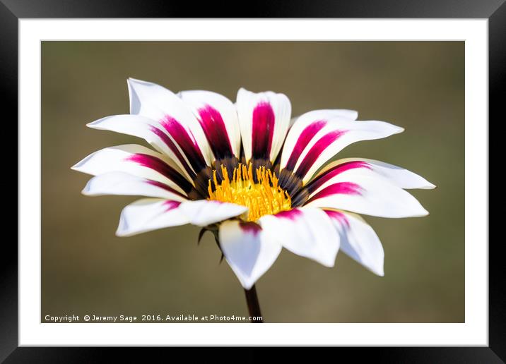 Gazania in Bloom Framed Mounted Print by Jeremy Sage