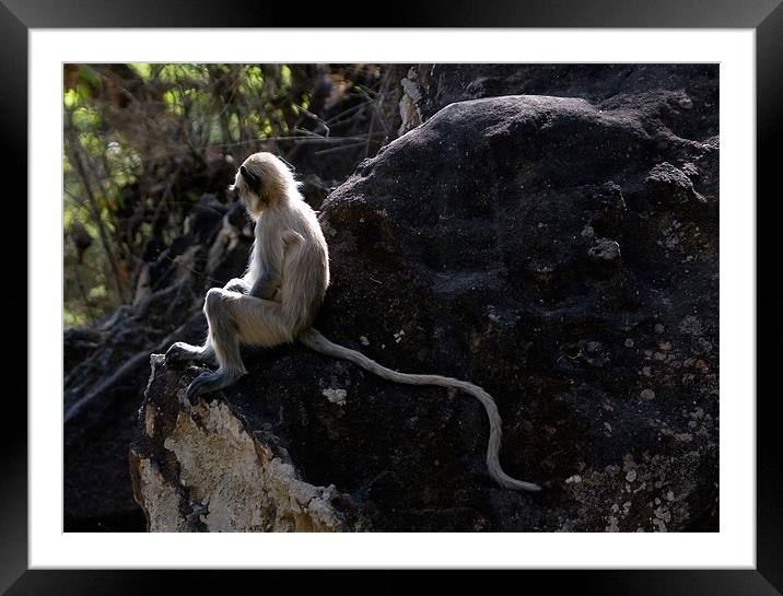 Langur, monkey, tail Framed Mounted Print by Raymond Gilbert