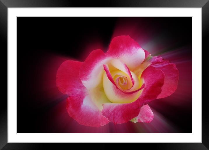 pink yellow rose Framed Mounted Print by Marinela Feier
