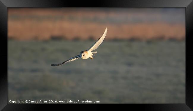 ''Spreading my Wings'' Framed Print by James Allen