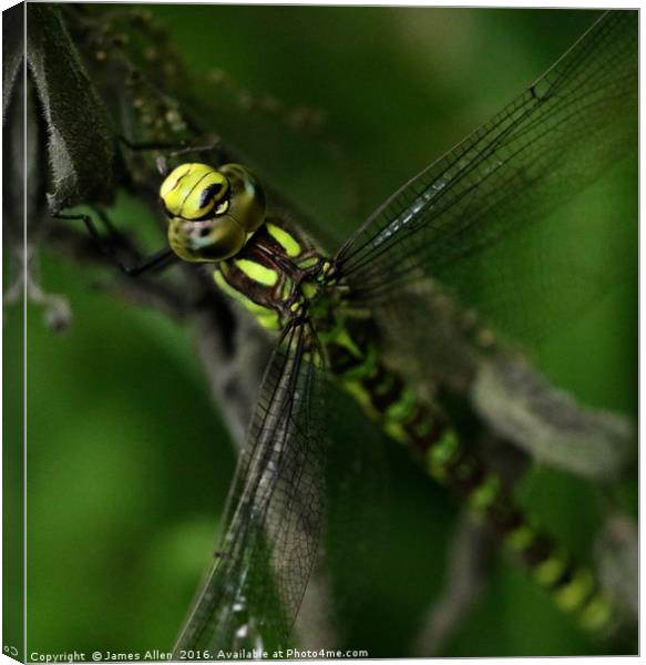 Dragon Fly Canvas Print by James Allen