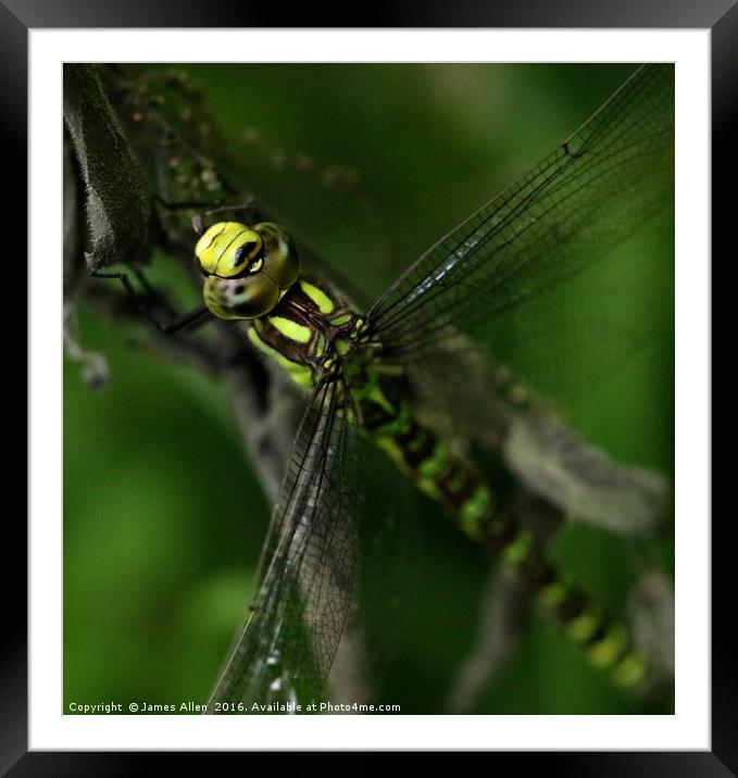 Dragon Fly Framed Mounted Print by James Allen
