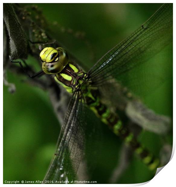 Dragon Fly Print by James Allen