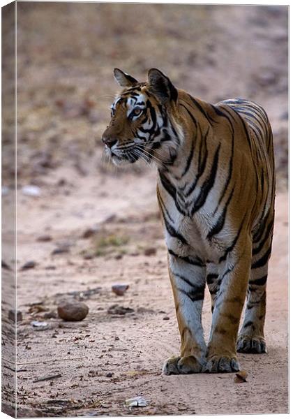 Tiger, prey, kill Canvas Print by Raymond Gilbert