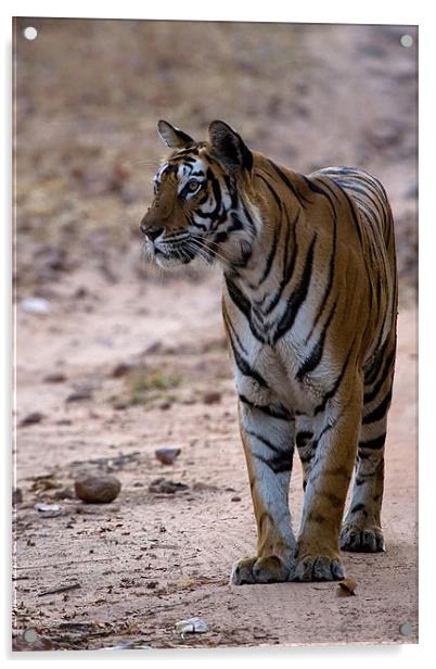 Tiger, prey, kill Acrylic by Raymond Gilbert