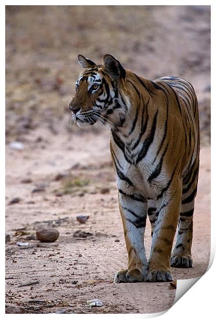 Tiger, prey, kill Print by Raymond Gilbert