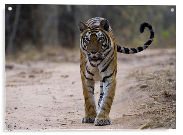 Tiger, tail, swish Acrylic by Raymond Gilbert