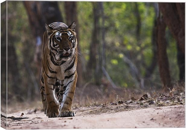 Tiger, walking, territory Canvas Print by Raymond Gilbert