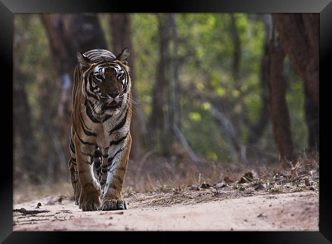 Tiger, walking, territory Framed Print by Raymond Gilbert