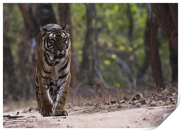 Tiger, walking, territory Print by Raymond Gilbert