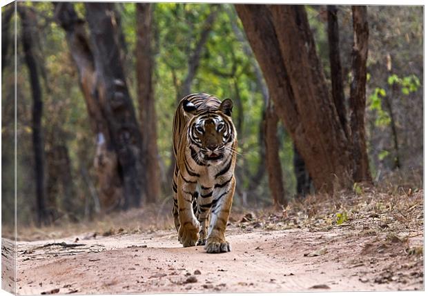 Tiger, territory, walk Canvas Print by Raymond Gilbert