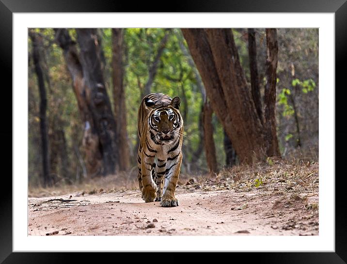 Tiger, territory, walk Framed Mounted Print by Raymond Gilbert