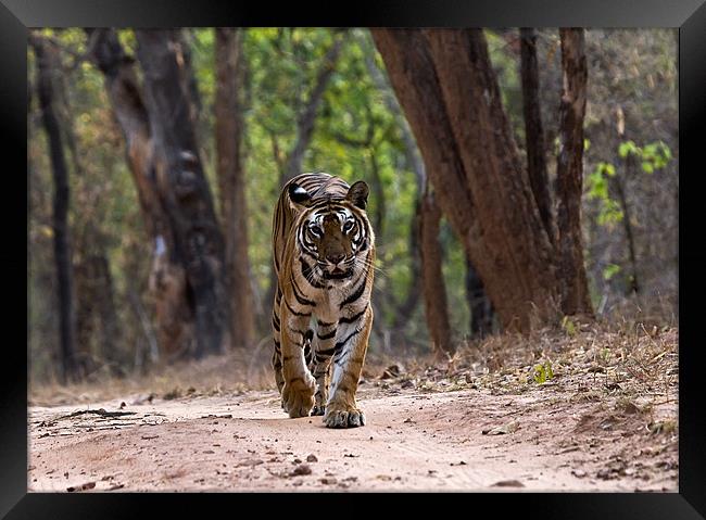 Tiger, territory, walk Framed Print by Raymond Gilbert