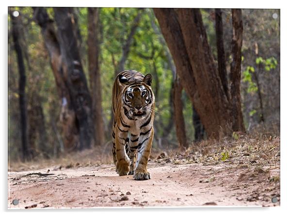 Tiger, territory, walk Acrylic by Raymond Gilbert
