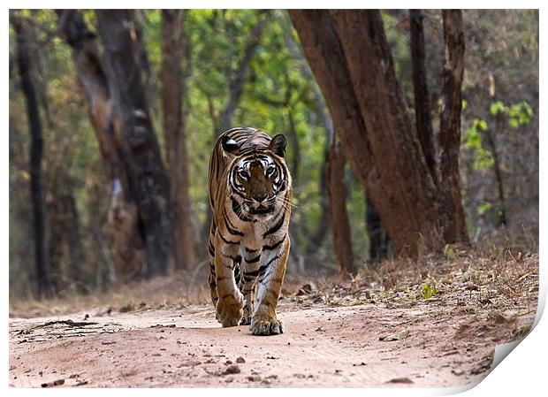 Tiger, territory, walk Print by Raymond Gilbert