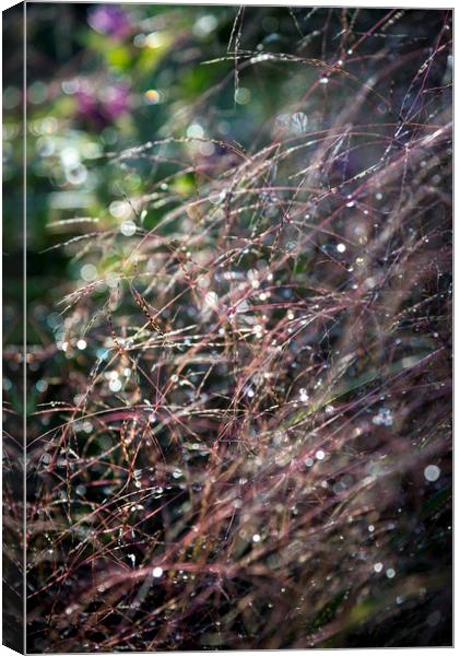 Sparkly summer grasses Canvas Print by Andrew Kearton