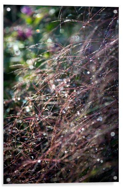 Sparkly summer grasses Acrylic by Andrew Kearton