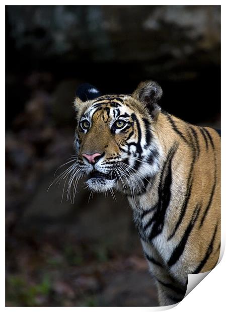 Tiger, stalk, rocks Print by Raymond Gilbert