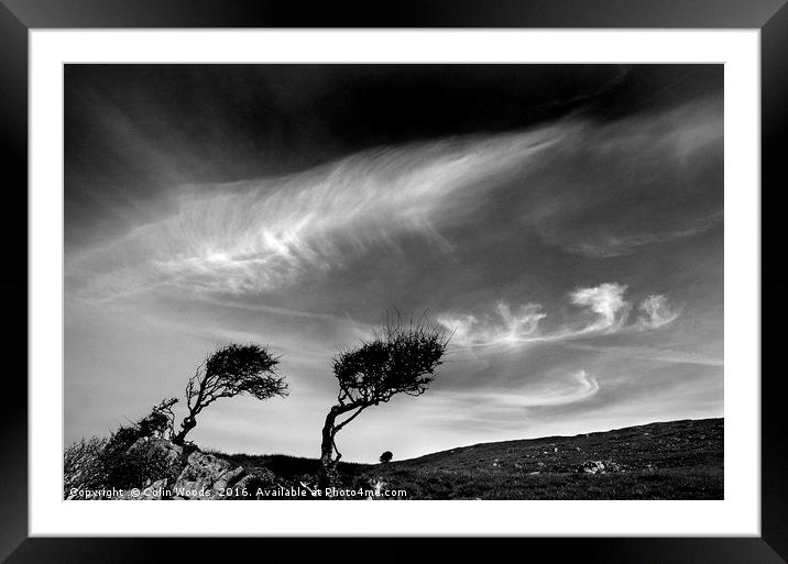 Bent Trees Framed Mounted Print by Colin Woods