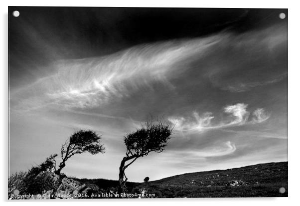 Bent Trees Acrylic by Colin Woods