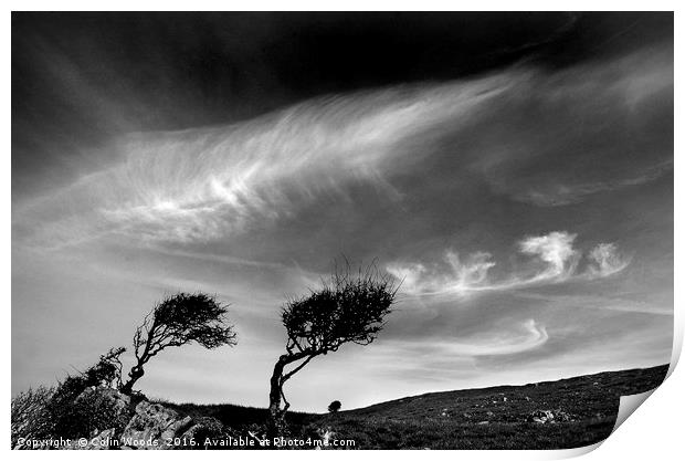 Bent Trees Print by Colin Woods