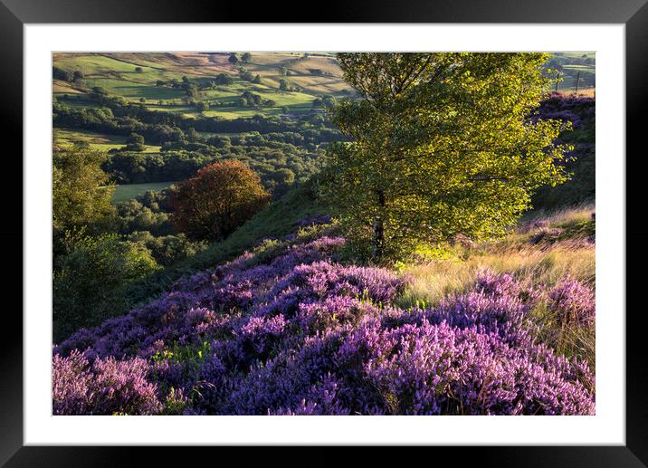 Vibrant summer colours in the landscape Framed Mounted Print by Andrew Kearton