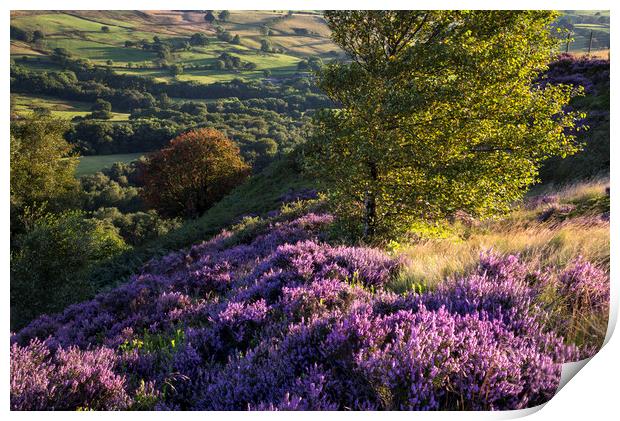 Vibrant summer colours in the landscape Print by Andrew Kearton