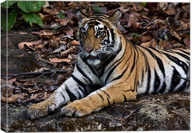Tiger, rest, paws Canvas Print by Raymond Gilbert