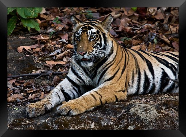 Tiger, rest, paws Framed Print by Raymond Gilbert