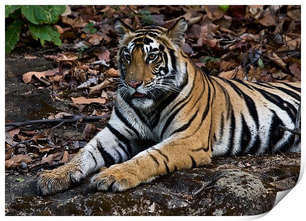 Tiger, rest, paws Print by Raymond Gilbert