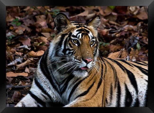 Tiger, resting, India Framed Print by Raymond Gilbert