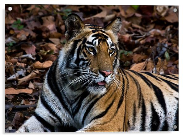 Tiger, resting, India Acrylic by Raymond Gilbert