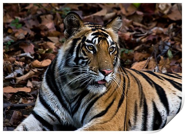 Tiger, resting, India Print by Raymond Gilbert