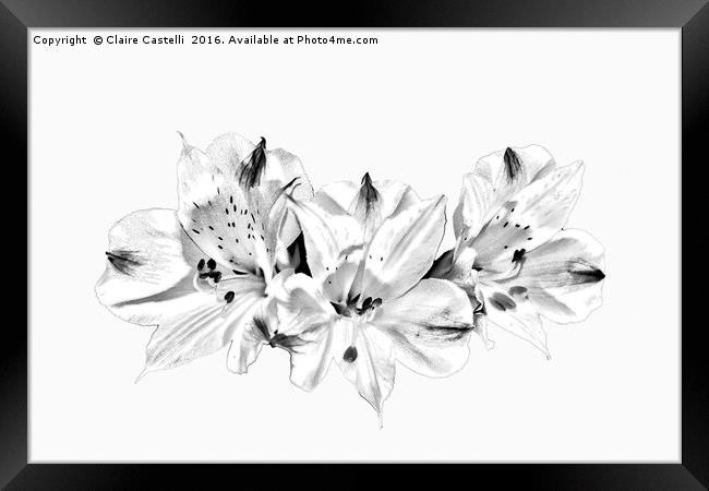 Lilies Framed Print by Claire Castelli