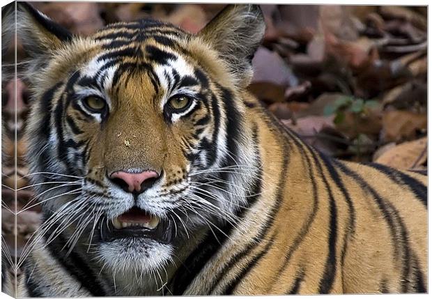 Tiger, stare, kill Canvas Print by Raymond Gilbert