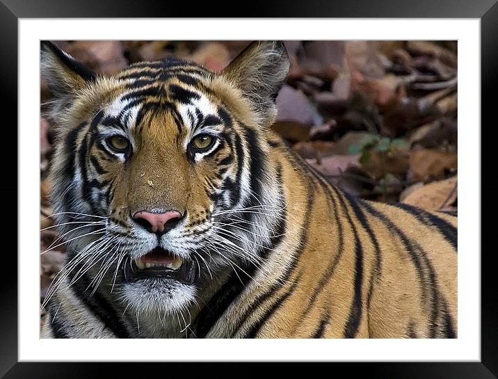 Tiger, stare, kill Framed Mounted Print by Raymond Gilbert