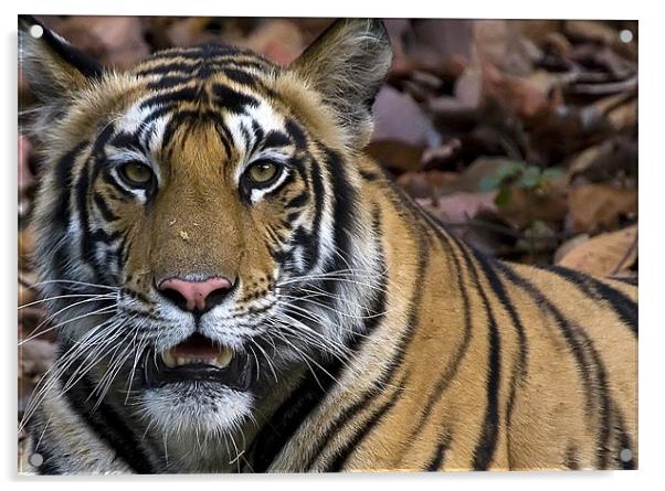 Tiger, stare, kill Acrylic by Raymond Gilbert