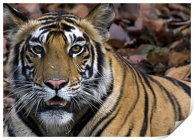 Tiger, stare, kill Print by Raymond Gilbert