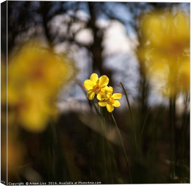 Daffodil and Daffodils Canvas Print by Artem Liss