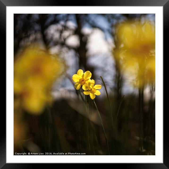 Daffodil and Daffodils Framed Mounted Print by Artem Liss