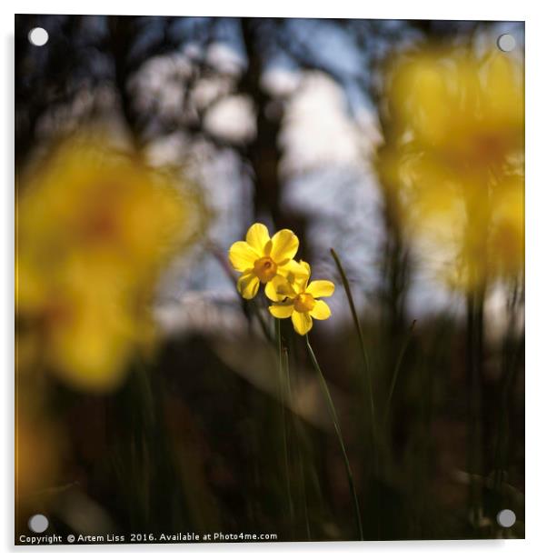 Daffodil and Daffodils Acrylic by Artem Liss