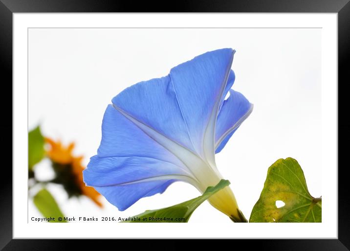 Morning Glory from Below Framed Mounted Print by Mark  F Banks